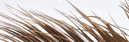 iamvanessax's profile banner image