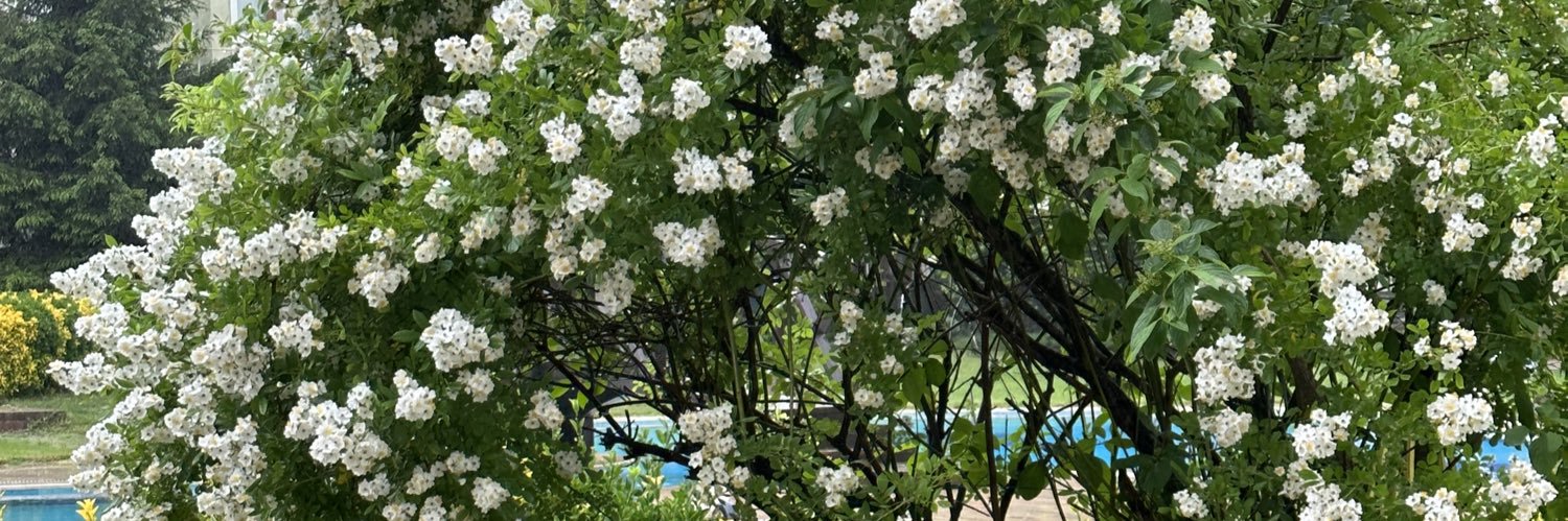 zeyneps banner