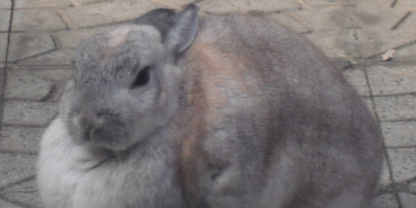 hare1039's profile banner image