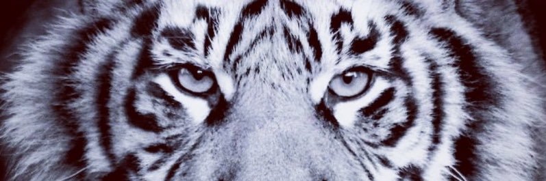 ToklesTokles's profile banner image