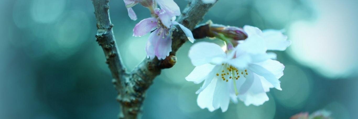 Бегущая по волнам banner