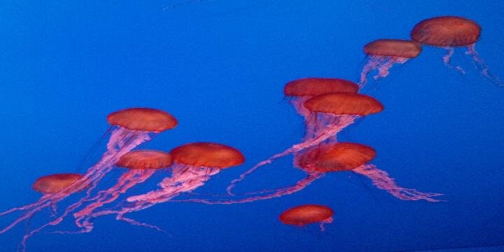 Crystal Ferrier banner