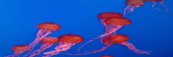 MsFerrier Profile Banner