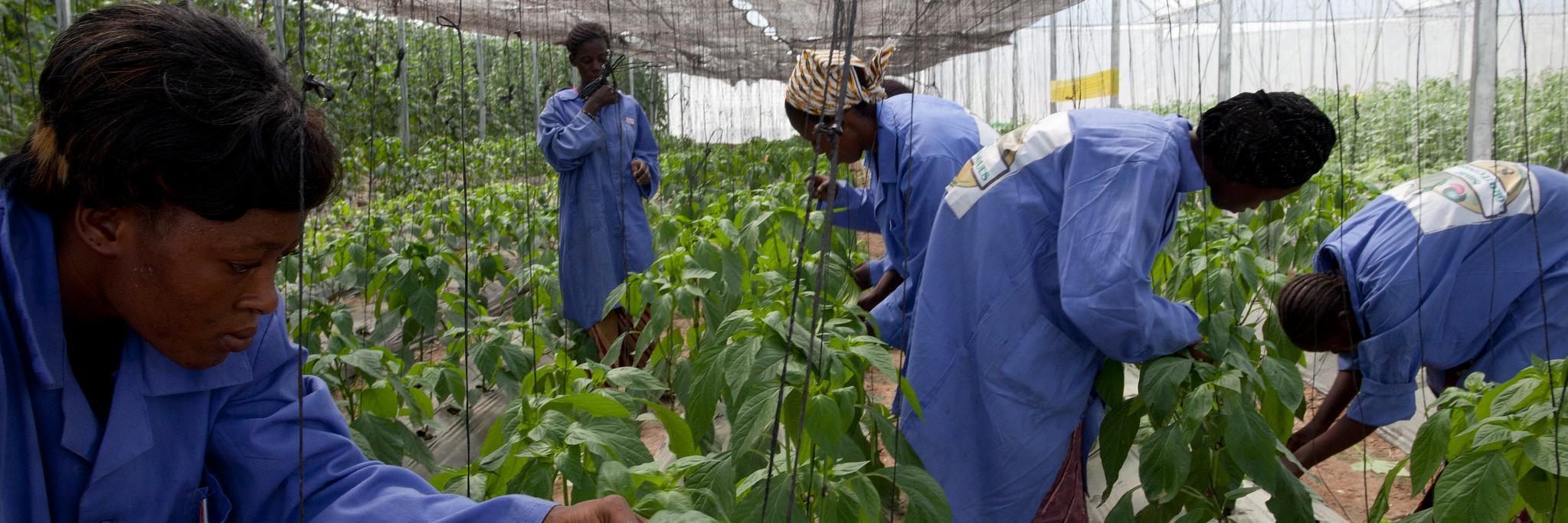 F&BKnowledgePlatform banner