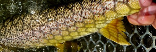 heatherthomasm Profile Banner