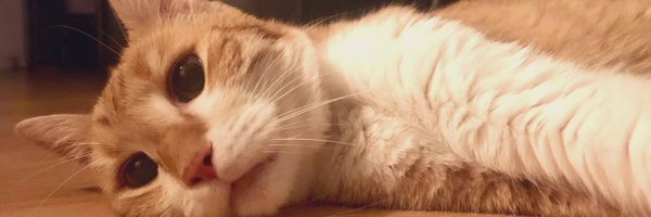 serhatucak Profile Banner