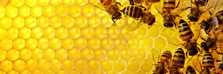 Colin Edwards (Elthambees) banner