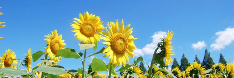 バニラ banner