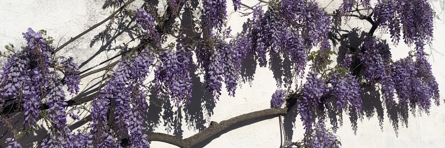 melaniebren's profile banner image