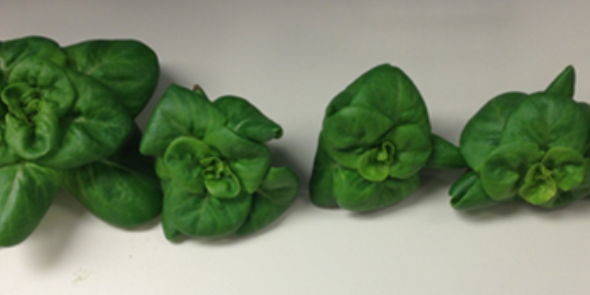 QuantoTech Solutions banner