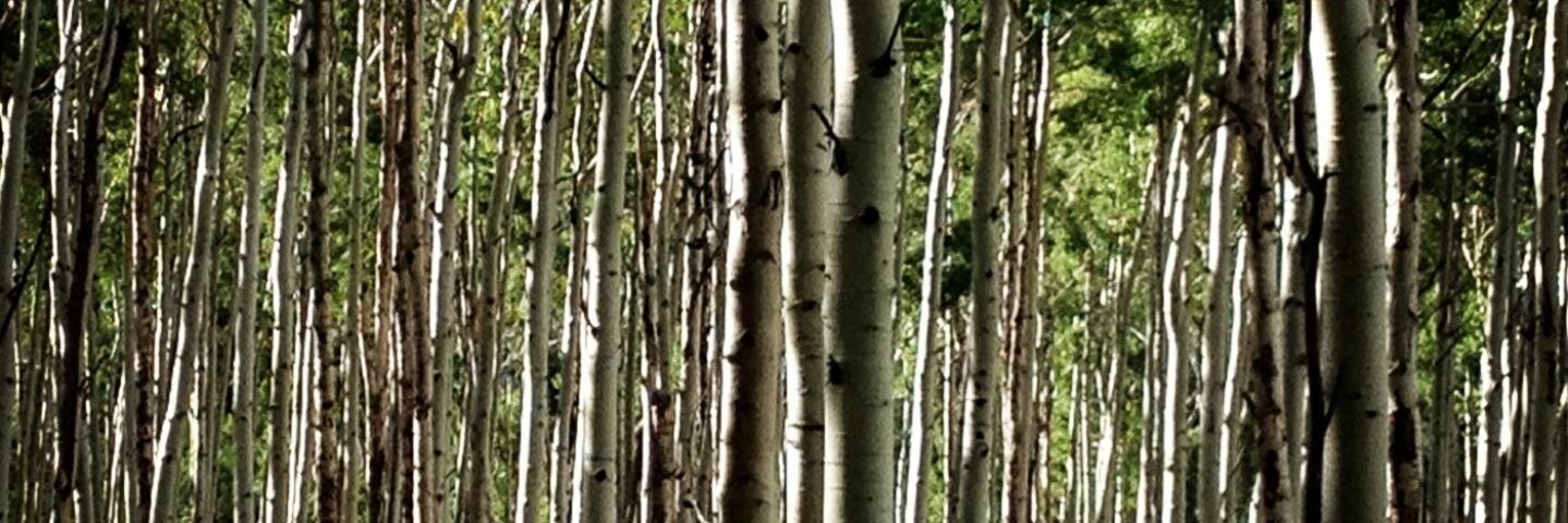 Amber Hickory banner