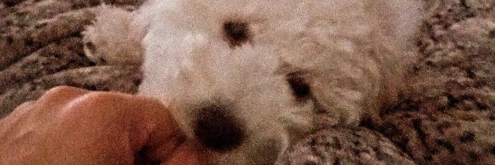 FedeeAlfaro's profile banner image
