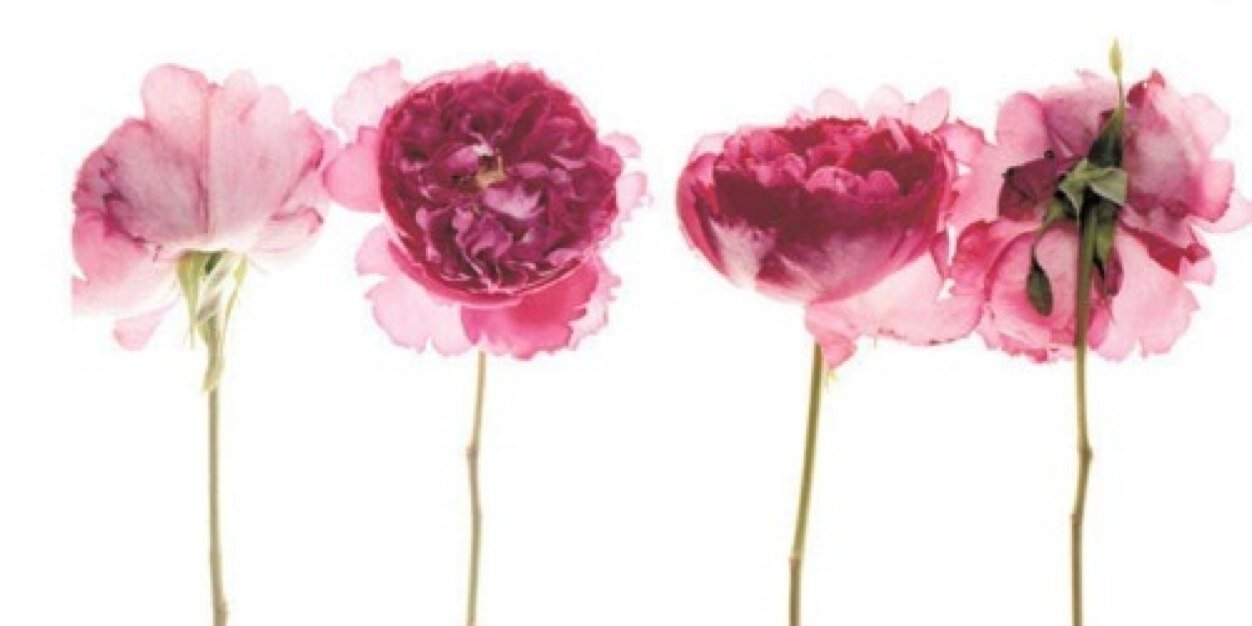 daniellechace_'s profile banner image