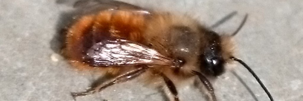 🌸🐝Wizzit1st🐝🌸 banner