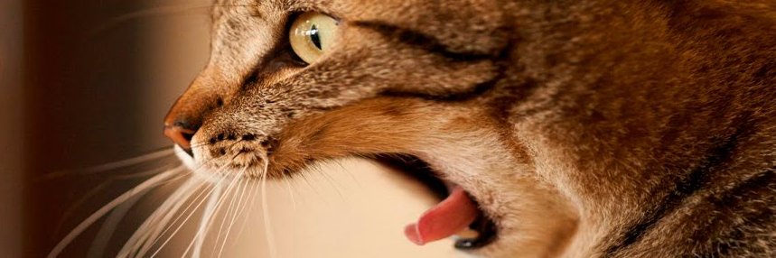 monkata533's profile banner image