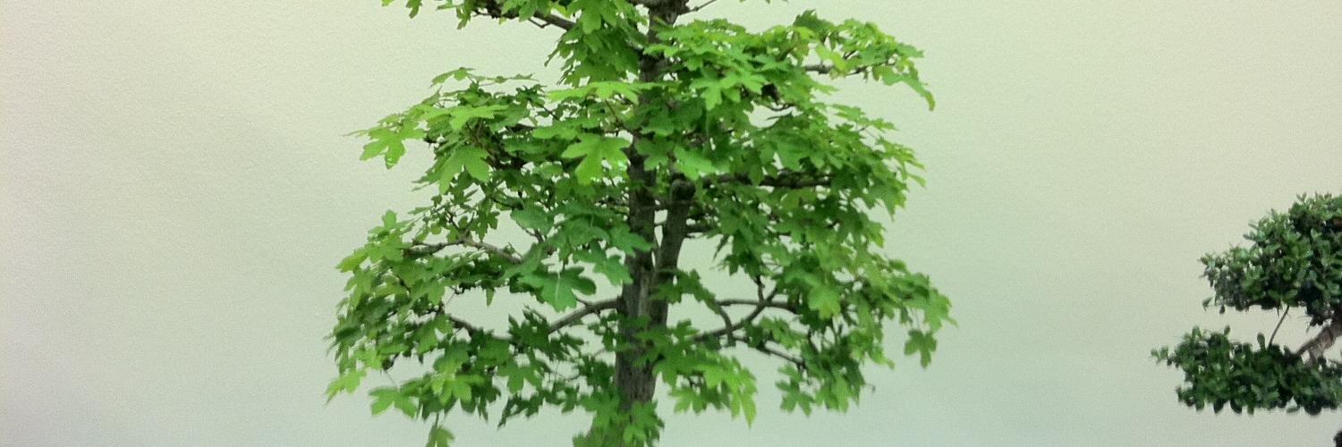 Susanelisabeht's profile banner image