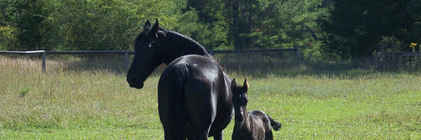 Donna Shelton banner