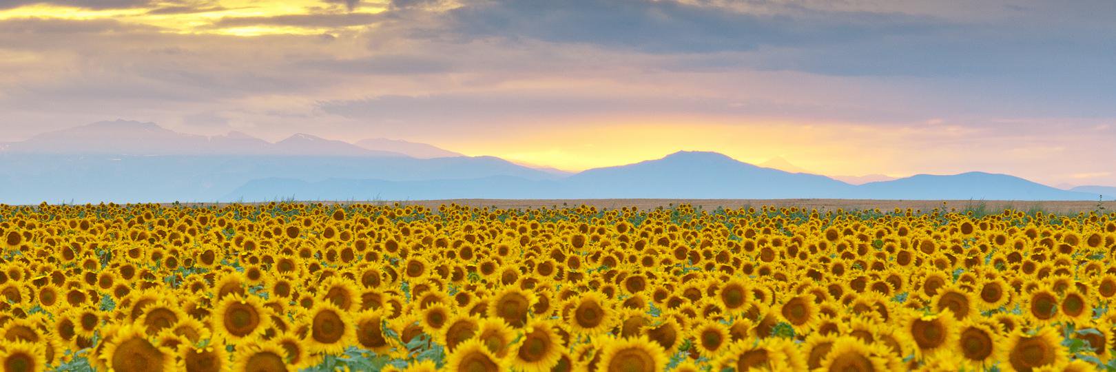 fotoshane_'s profile banner image