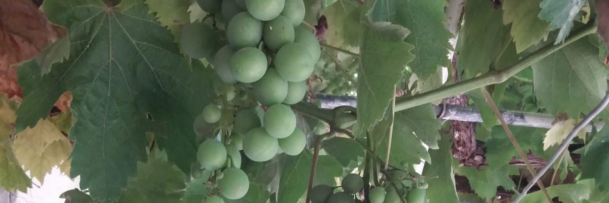 BisuGranada's profile banner image