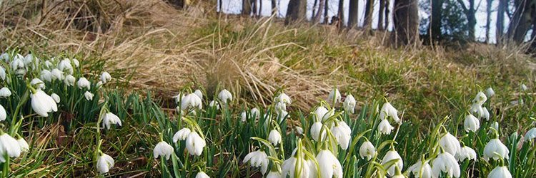 Angie banner