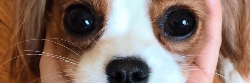 di_esss's profile banner image