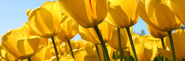 AStarr777 Profile Banner