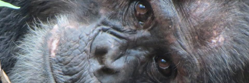 ClaireInOz's profile banner image