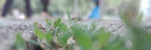 CeiranHarmony Profile Banner