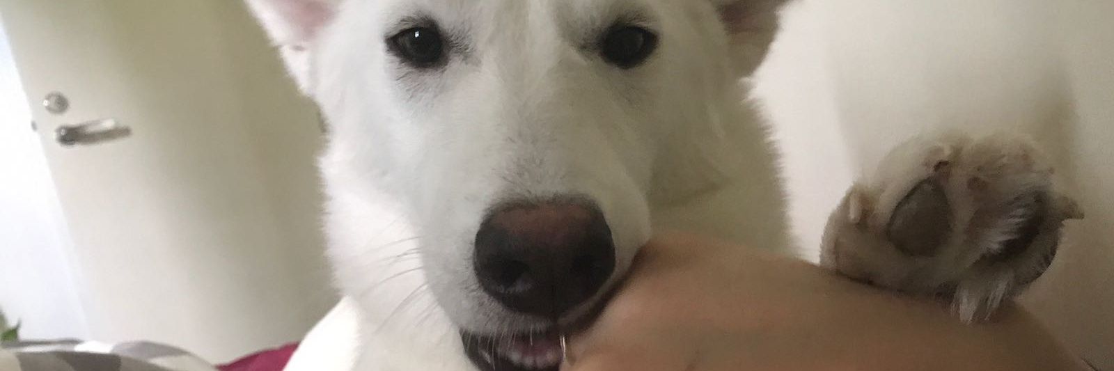 Helemeri's profile banner image