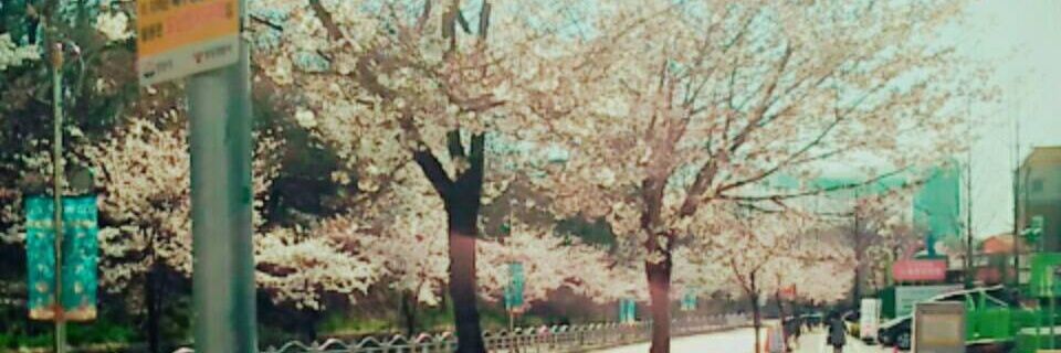 iriscydic's profile banner image