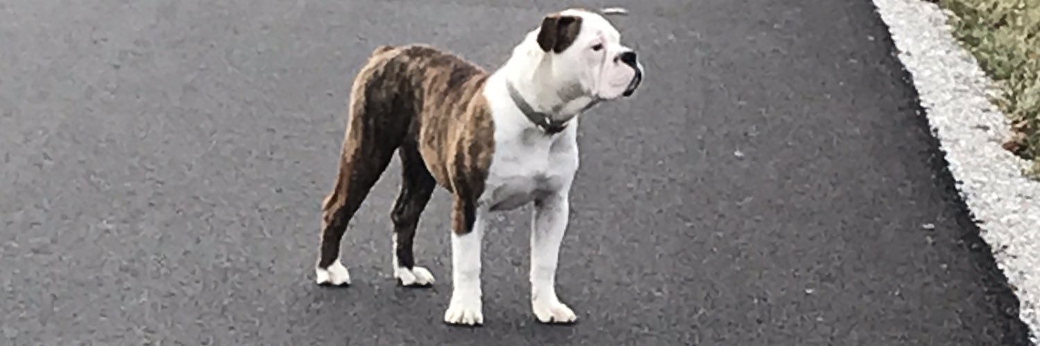 gavynchase's profile banner image