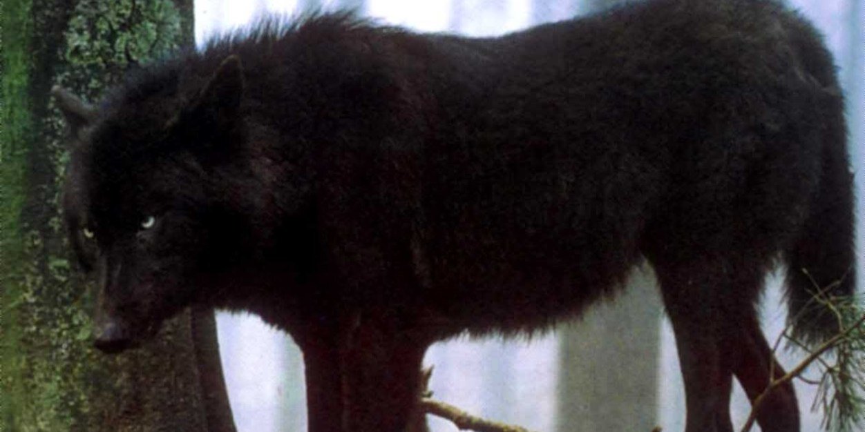 Jason_wolf_'s profile banner image