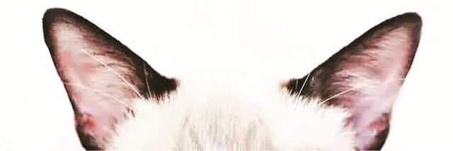 zulfaimay's profile banner image