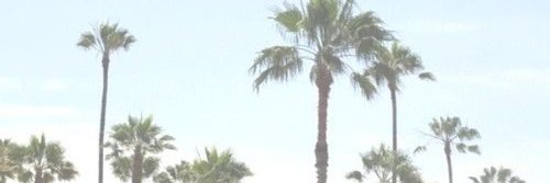 Stacey Leasca banner