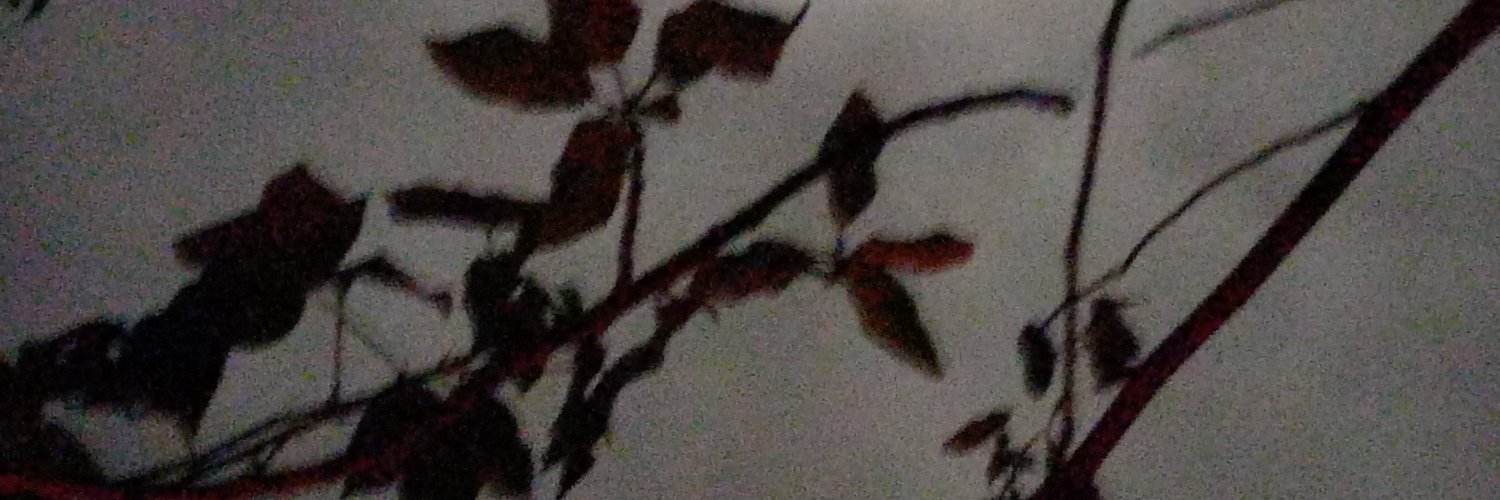 pedro.grabois 🍉 banner
