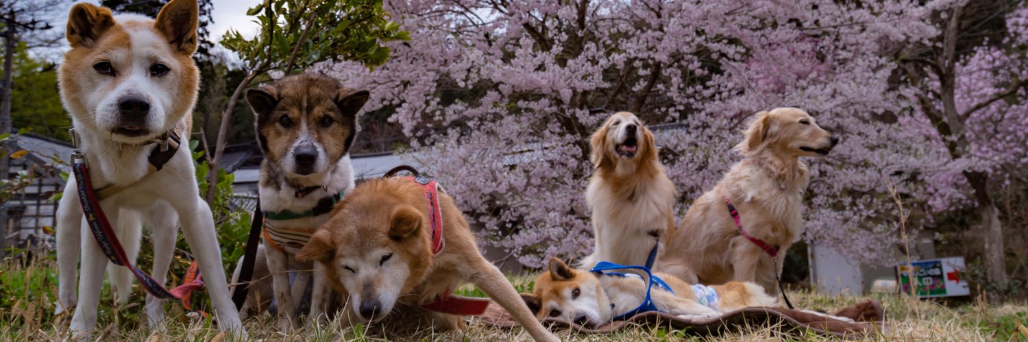 kawaiimeryl's profile banner image