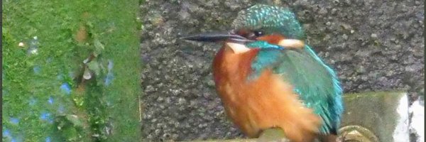 ferriesdover Profile Banner