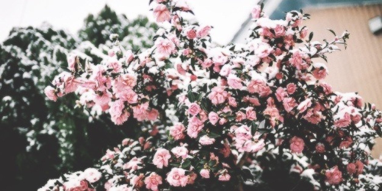 MelodyLLestrade's profile banner image