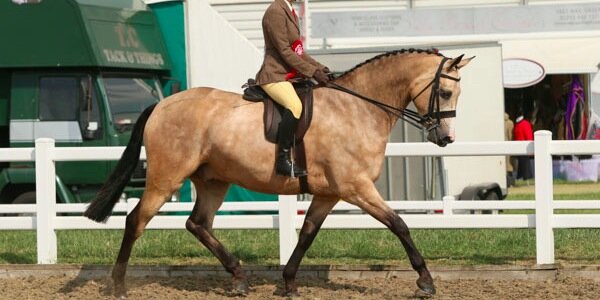 VLEquestrian's profile banner image