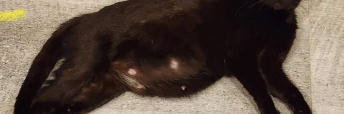 Bucho de gata prenha 🐈‍⬛ banner