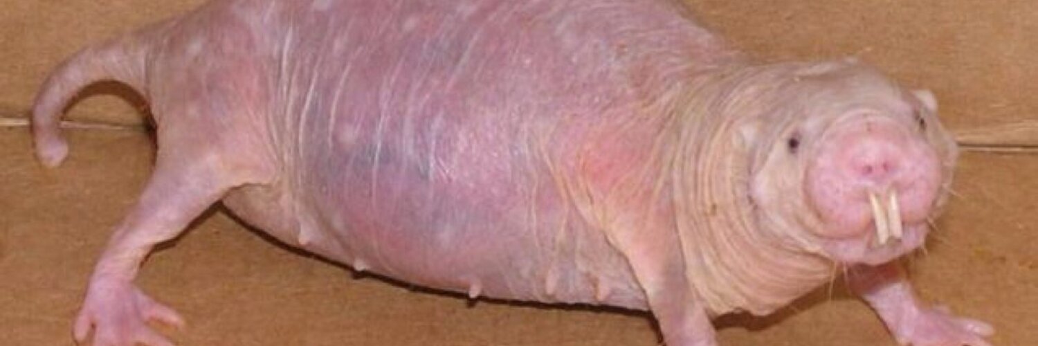Ugly Animals (@uglyanimals_) | Twitter