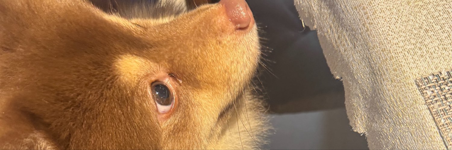 gorghes_'s profile banner image