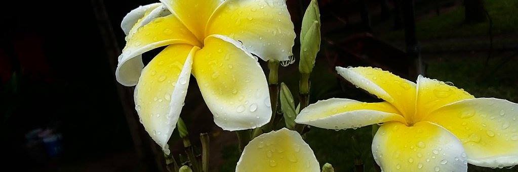 Caraattewell's profile banner image