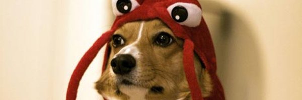 MattNickoless's profile banner image