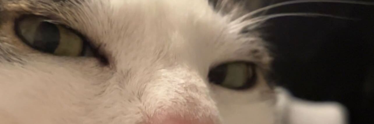 Pythorogus 🇧🇪🐱🦥 banner