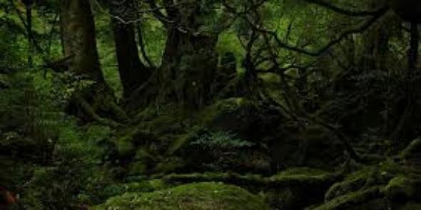 Tarzan_89's profile banner image
