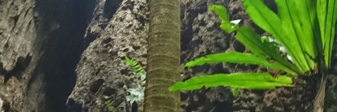 DekiDubtribe's profile banner image