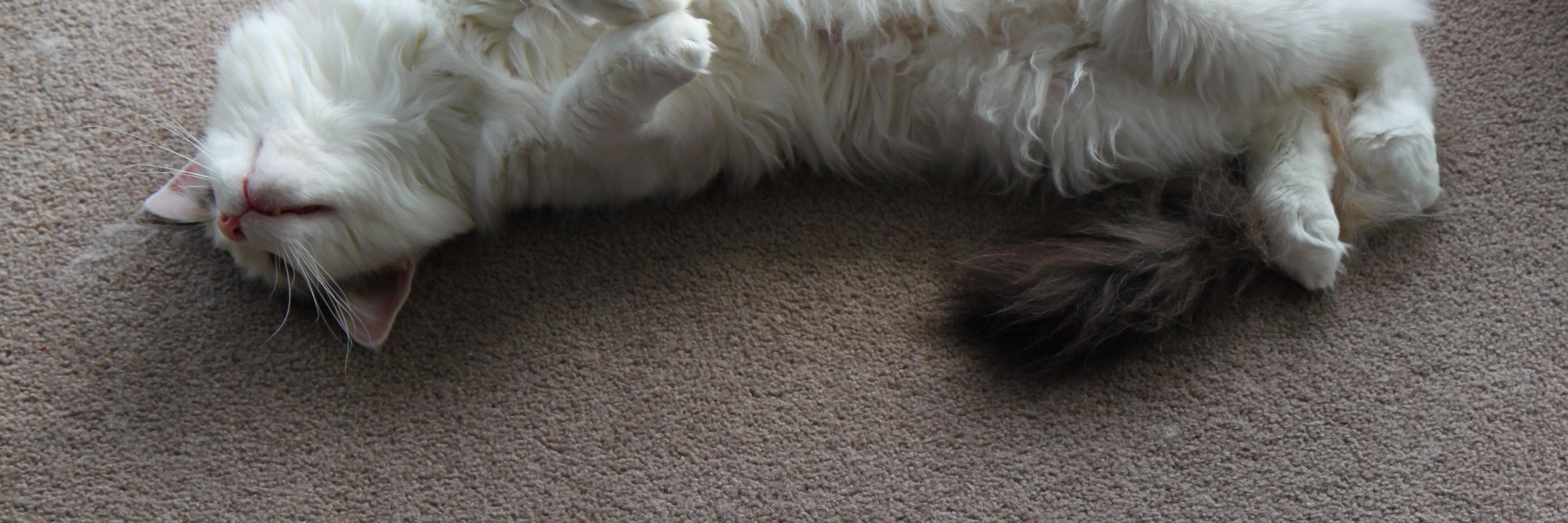 rumblepurr's profile banner image