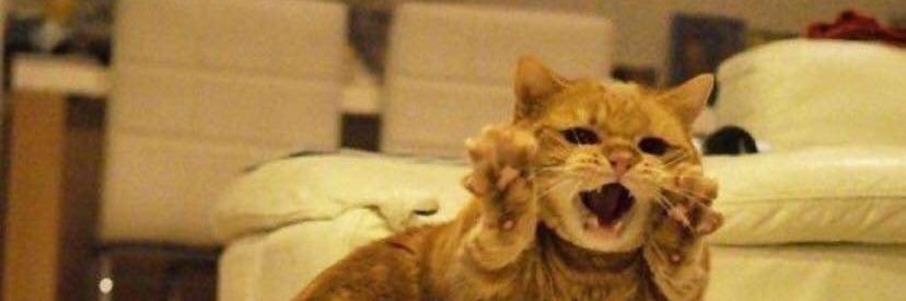 Meow 😳 banner
