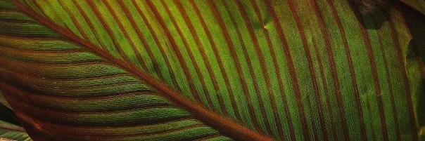 rosafercobo's profile banner image